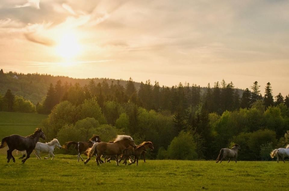 Отели типа «постель и завтрак» Rancho Panderoza Душники-Здруй-14